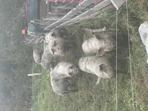 Porci de vânzare 100kg