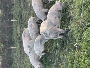 Porci de vânzare 100kg - imagine 2