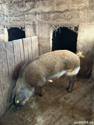 Vand vier Mangalita - imagine 2