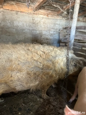 Vand porc mangalita - imagine 3