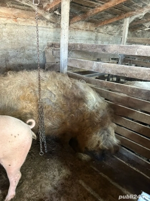 Vand porc mangalita - imagine 4