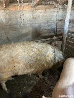 Vand porc mangalita - imagine 2