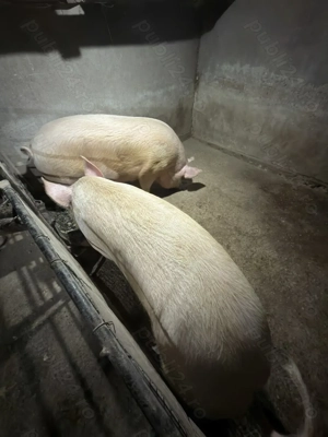 Vând 1 porc de Crăciun!