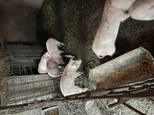 Purcei de 9 săptămâni 