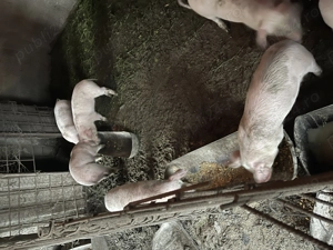 Purcei de 9 săptămâni 