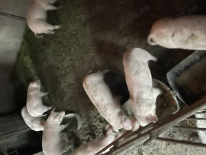 Purcei de 9 săptămâni  - imagine 3