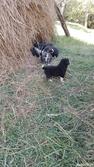 Gratuit - pui câine metiș Caucazian  - imagine 2