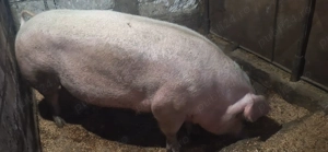 O scroafa la alegere ,landrace sau duroc - imagine 2