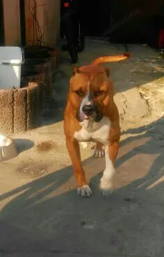 Pui Amstaff  - imagine 4