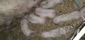 Purcei de 6 de saptamani