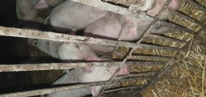 Purcei de 6 de saptamani - imagine 3