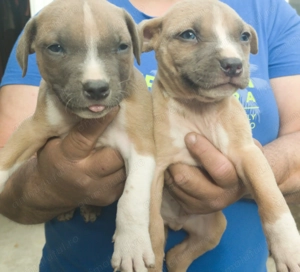 Pui Amstaff  - imagine 2