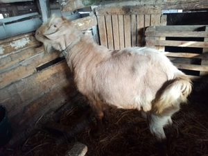 Vand tap metis Anglo Nubian - imagine 2