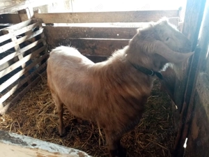 Vand tap metis Anglo Nubian - imagine 3