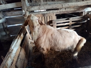 Vand tap metis Anglo Nubian - imagine 4