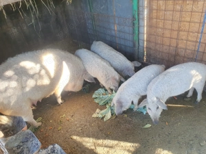 Vând purcei  rasa Mangalița cu mistreț!!! - imagine 4