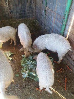 Vând purcei  rasa Mangalița cu mistreț!!! - imagine 3