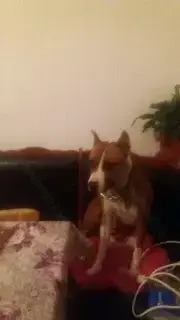 Pui Amstaff  - imagine 3