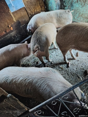 Porci grasi - imagine 2