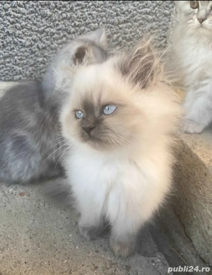 Pui Pisica Persana Silver Gray  - imagine 3