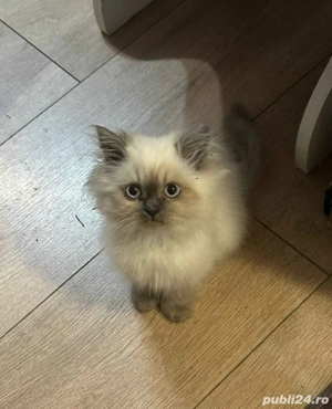Pui Pisica Persana Silver Gray  - imagine 4
