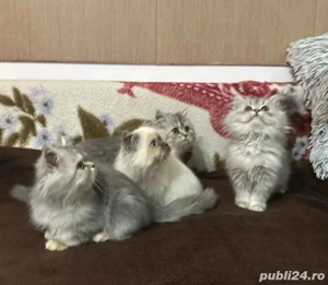 Pui Pisica Persana Silver Gray  - imagine 2