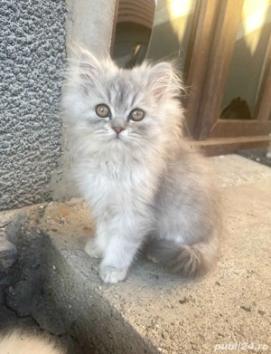 Pui Pisica Persana Silver Gray  - imagine 5