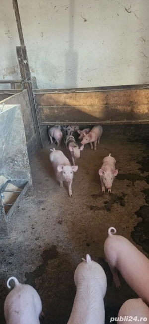 purcei de vanzare - imagine 2