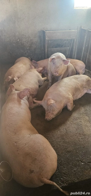 grasuni de vânzare  - imagine 2