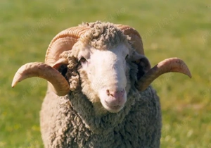 Berbeci Pentru pastrama  - imagine 3