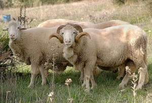 Berbeci Pentru pastrama 