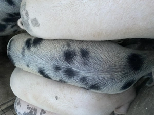 Porci de toate marimile! - imagine 4