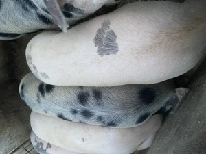 Porci de toate marimile! - imagine 3