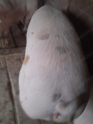 Porci pentru sacrificat - imagine 2