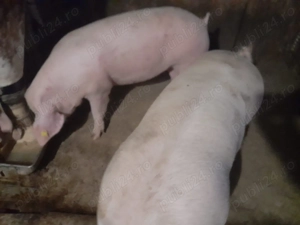 Porci pentru sacrificat