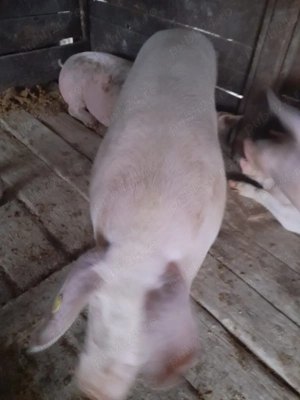 Porci pentru sacrificat - imagine 3