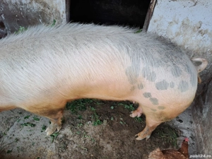 vand porc de crăciun  - imagine 4