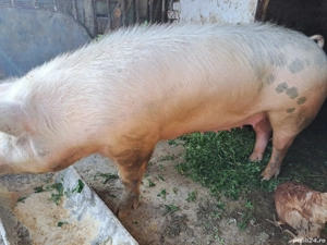 vand porc de crăciun  - imagine 2