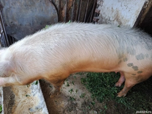 vand porc de crăciun  - imagine 3