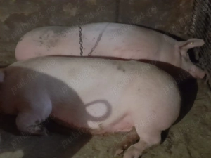 Porci pentru sacrificat - imagine 4
