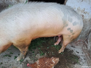 vand porc de crăciun 