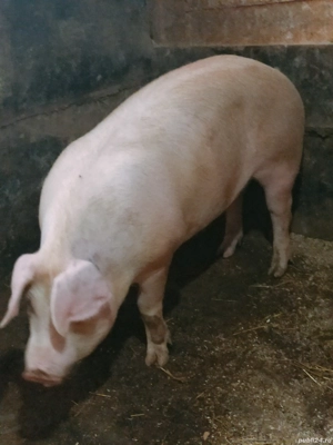 Porcii de vânzare  - imagine 2