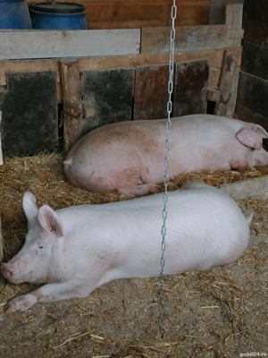 Porcii de vânzare  - imagine 3