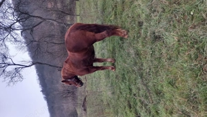 De vănzare iapă bună  - imagine 3