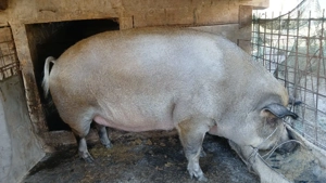 Vand scroafa de taiat 