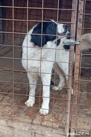 Femela 10 luni ciobanesc de bucovina