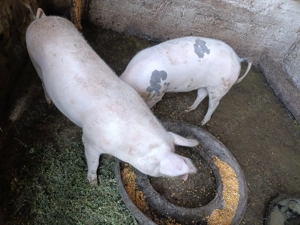 Vând porci de tăiat 100 kg