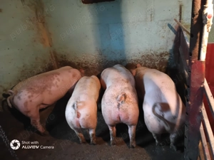 Porci de vânzare  - imagine 2
