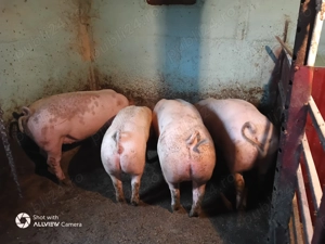 Porci de vânzare  - imagine 3