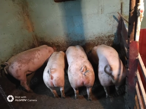 Porci de vânzare 